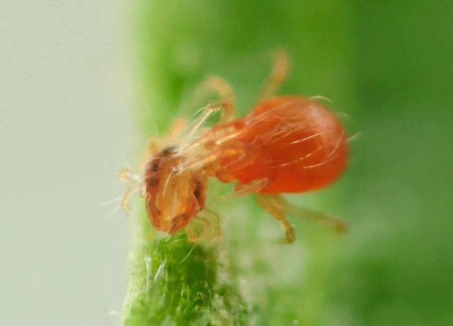 Хищный клещ фитосейулюс. Фитосейулюс ПЕРСИМИЛИС. Клещ Phytoseiulus persimilis. Энтомофаги паутинного клеща.