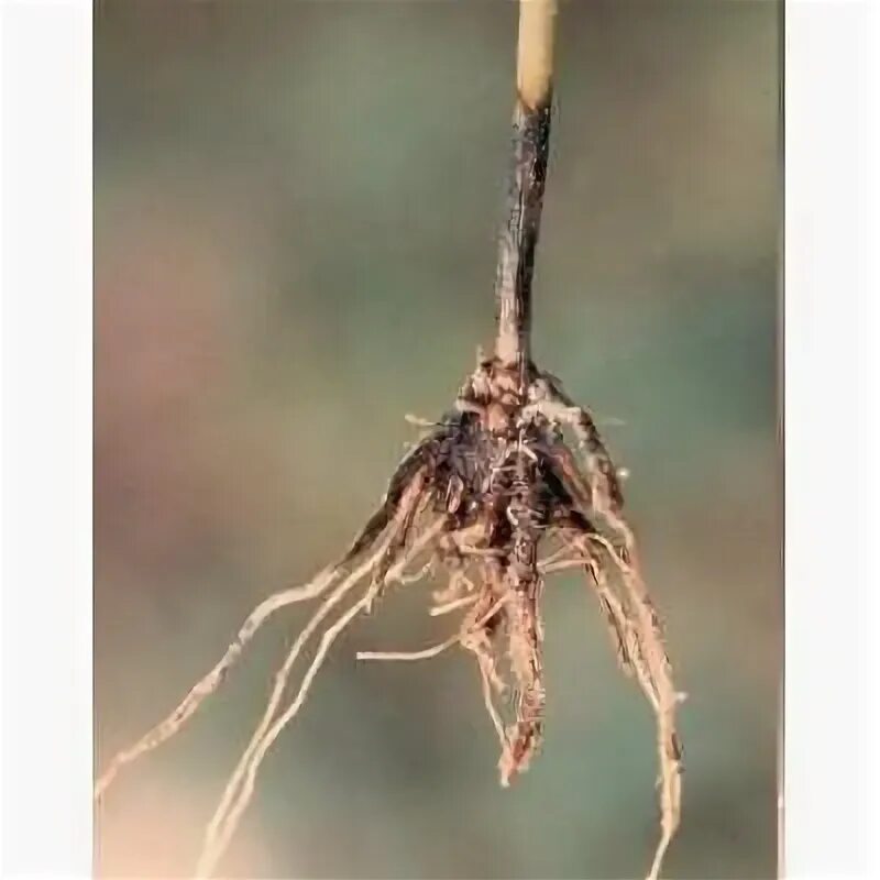 Фузариум корневые гнили. Корневая гниль. Гельминтоспориозная корневая гниль пшеницы. Корневая гниль у бегоний. Фузариозная корневая гниль.