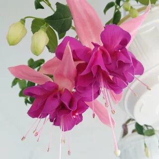 Фуксия розелла