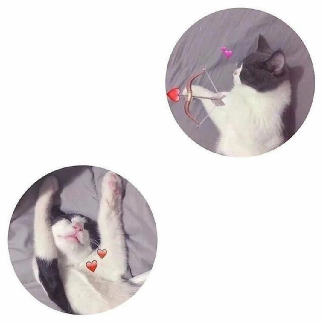 Лп кот. Коты эстетика. парные котики. парные авы котики. парная ава котики.
