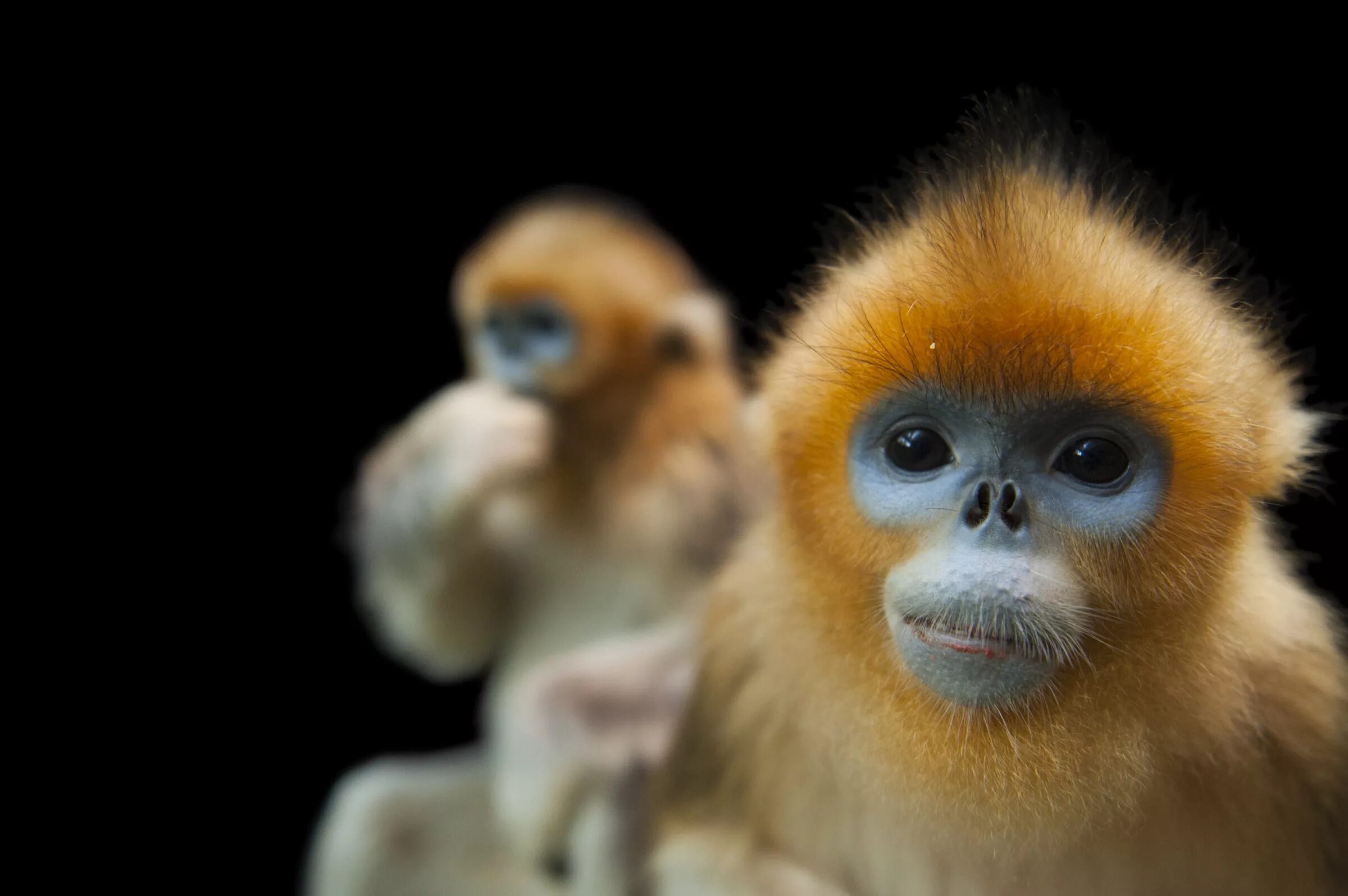 ринопитек. золотистая курносая обезьяна. тонкинский ринопитек. обезьяна рокселланов ринопитек. рокселланов ринопитек альбинос.