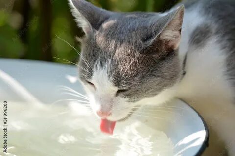Кот пьет воду и не ест