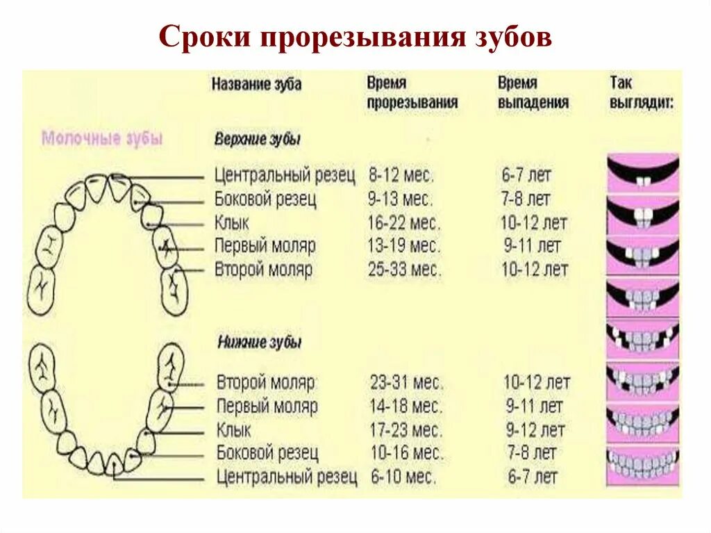 Прорезывание клыков температура сколько
