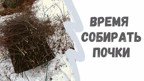 Почки собирают