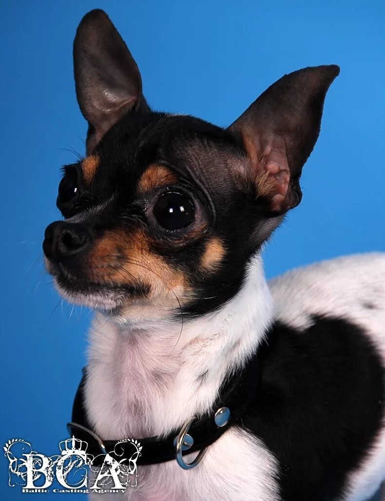 Окрасы той терьера фото. Белый русский терьер. Соболиный той терьер. Русский той терьер лиловый. Пражский крысарик голубой.