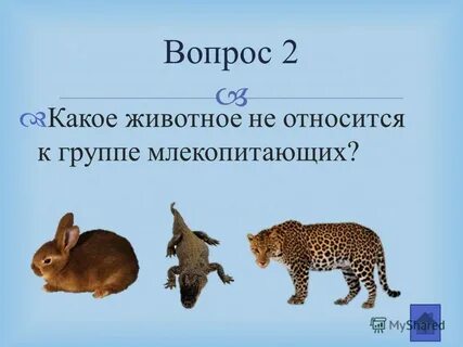 Какие животные не могут быть одни