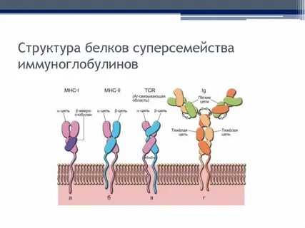 Белок иммуноглобулин 8