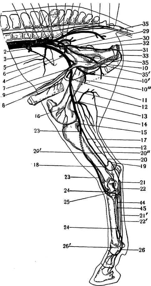 Кровообращение конечностей животных. Артерии задней конечности анатомия животных. Артерии тазовой конечности животных. Артерии тазовой конечности КРС. Нервы плечевого сплетения КРС.
