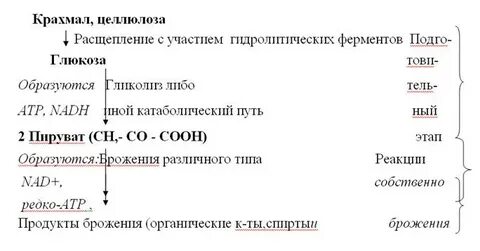 Способны расщеплять целлюлозу