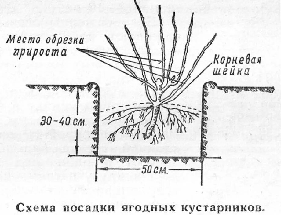 Когда можно сажать смородину весной. Посадка черной смородины схема посадки. Схема посадки саженцев кустарников. Схема посадки черной смородины весной. Схема выращивания смородины черной.