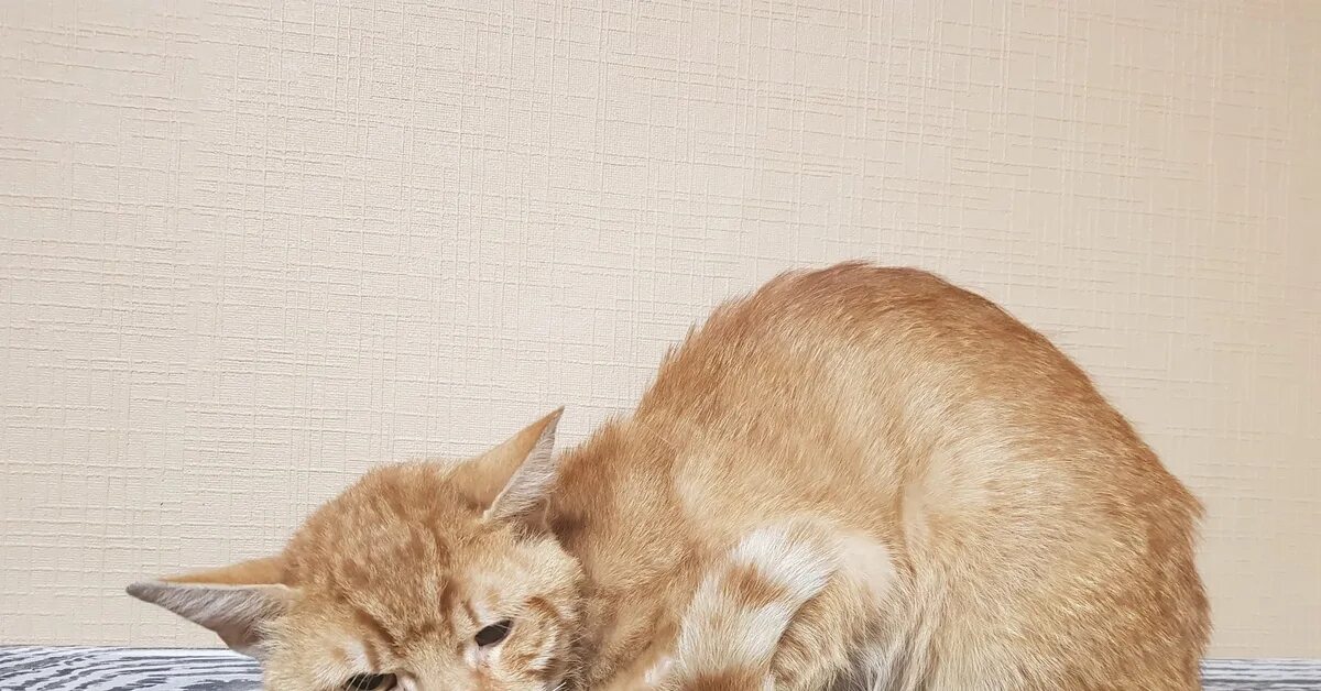 Люди которые напоминают котов. Кот напомни. Кот напомни. Кот напомни. Кот напоминает.