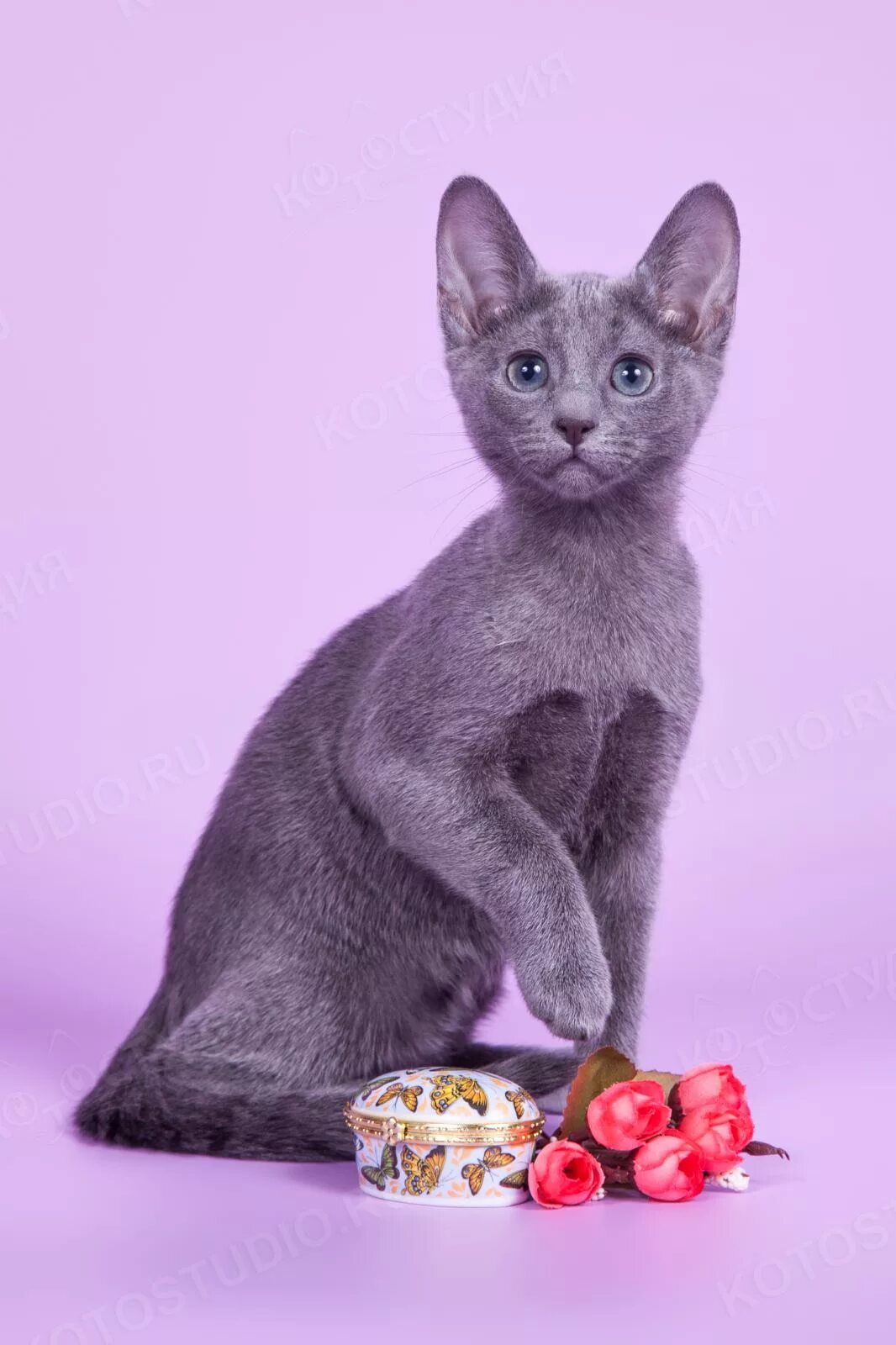 Русская голубая котята - Породы кошек с фотографиями - Котостудия