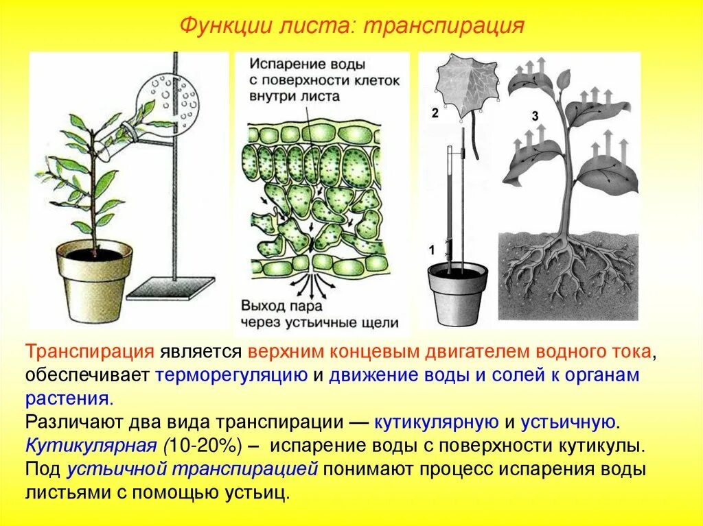 Функции листьев в жизни растений. Функции листа транспирация. кутикулярная транспирация. кутикулярная транспирация растений. транспирация физиология растений.