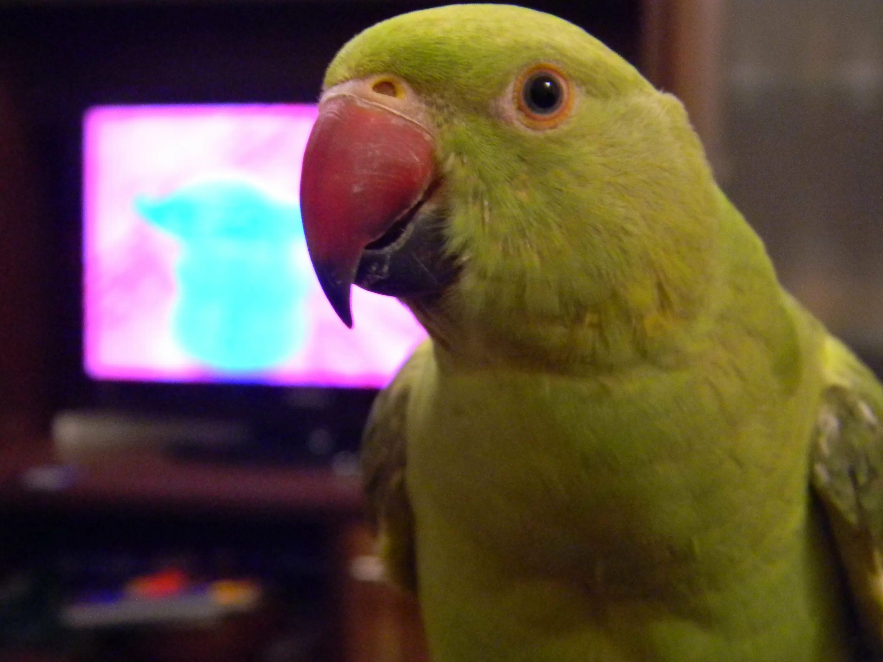 попугай жако. ожереловый попугай спит. попугай говорит понял видео. красный ара птенец. человек с попугаем.