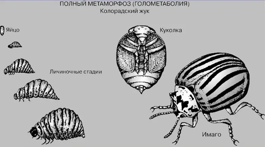 Жуки тип превращения