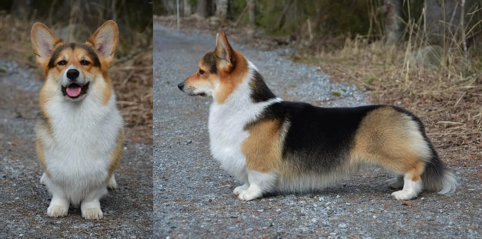 бордер колли триколор. вельш корги пемброк. триколор цвет. щенки вельш корги пемброк триколор. окрас триколор.