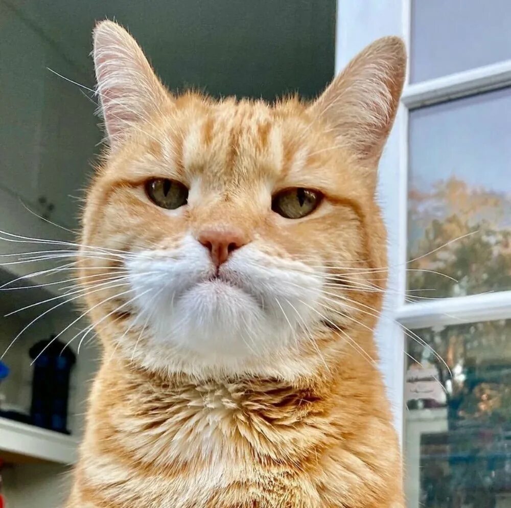 Рыжий кот лицо. Довольная морда. наглая морда. морда рыжего кота. разочарованный котик.
