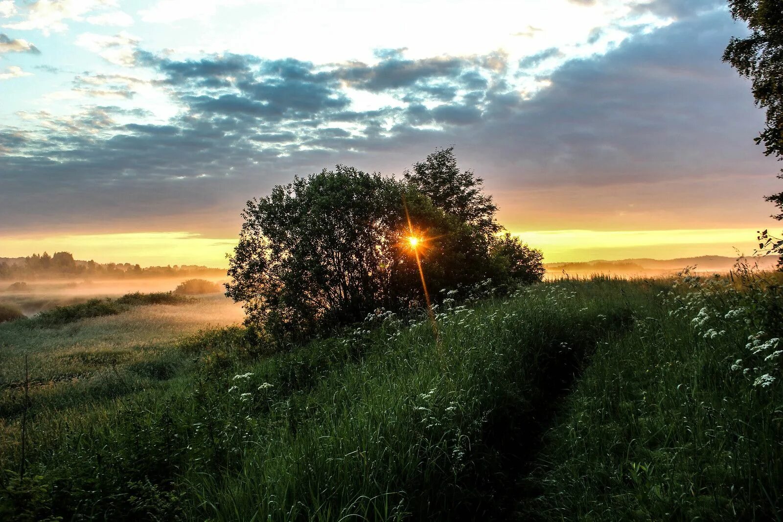 Виновато рассвет