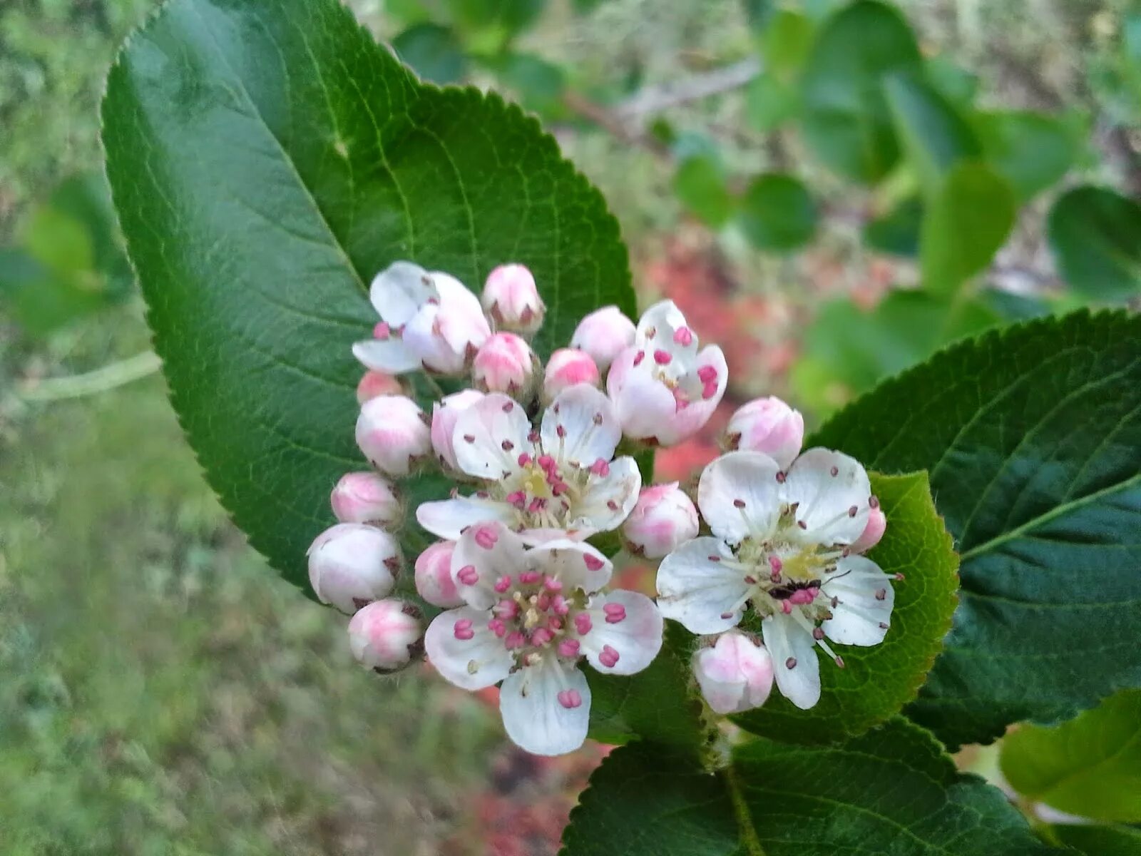 Черноплодная рябина весной. Кизильник черноплодный Cotoneaster melanocarpus. Арония черноплодная цветы. Черноплодная рябина цветет. Арония черноплодная цветение.