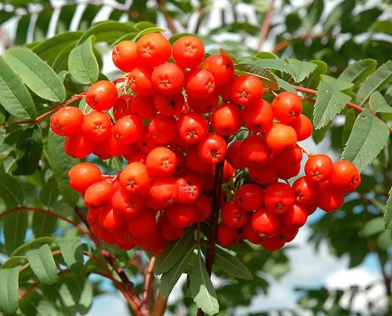 Рябина (sorbus). Рябина обыкновенная шиервотер сидлинг. Плоды рябины. Рябина обыкновенная ягоды. Плод рябины.