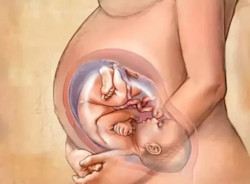 35 недель развитие. Ребёнок в утробе матери на 35 неделе беременности. Ребёнок на 36 неделе беременности в утробе.