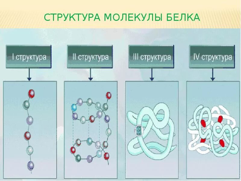 Опишите строение белков. Схема структуры белковой молекулы. молекула белка в первичной структуре. первичная структура белковых молекул. схема строения первичной структуры молекулы белка.