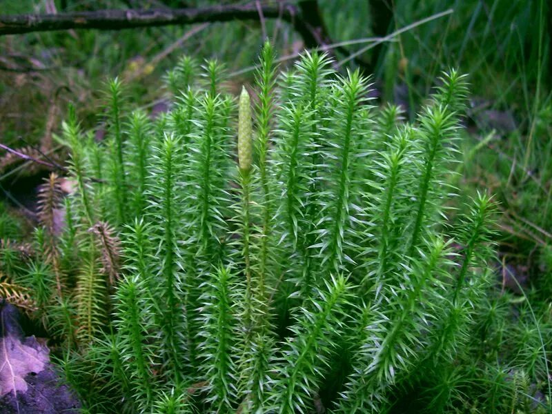 Грибы плауны. Плаун ликоподий. Плаун булавовидный. Плаун годичный (Lycopodium annotinum). Плаун деряба.