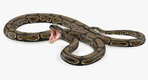 Snake plate