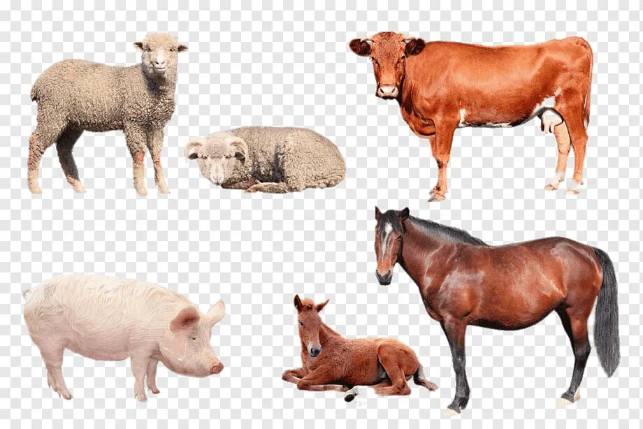 Сельскохозяйственные животные. Корова свинья баран. Сельскохозяйственных животных на белом фоне. Корова овца лошадь. Корова коза овца свинья