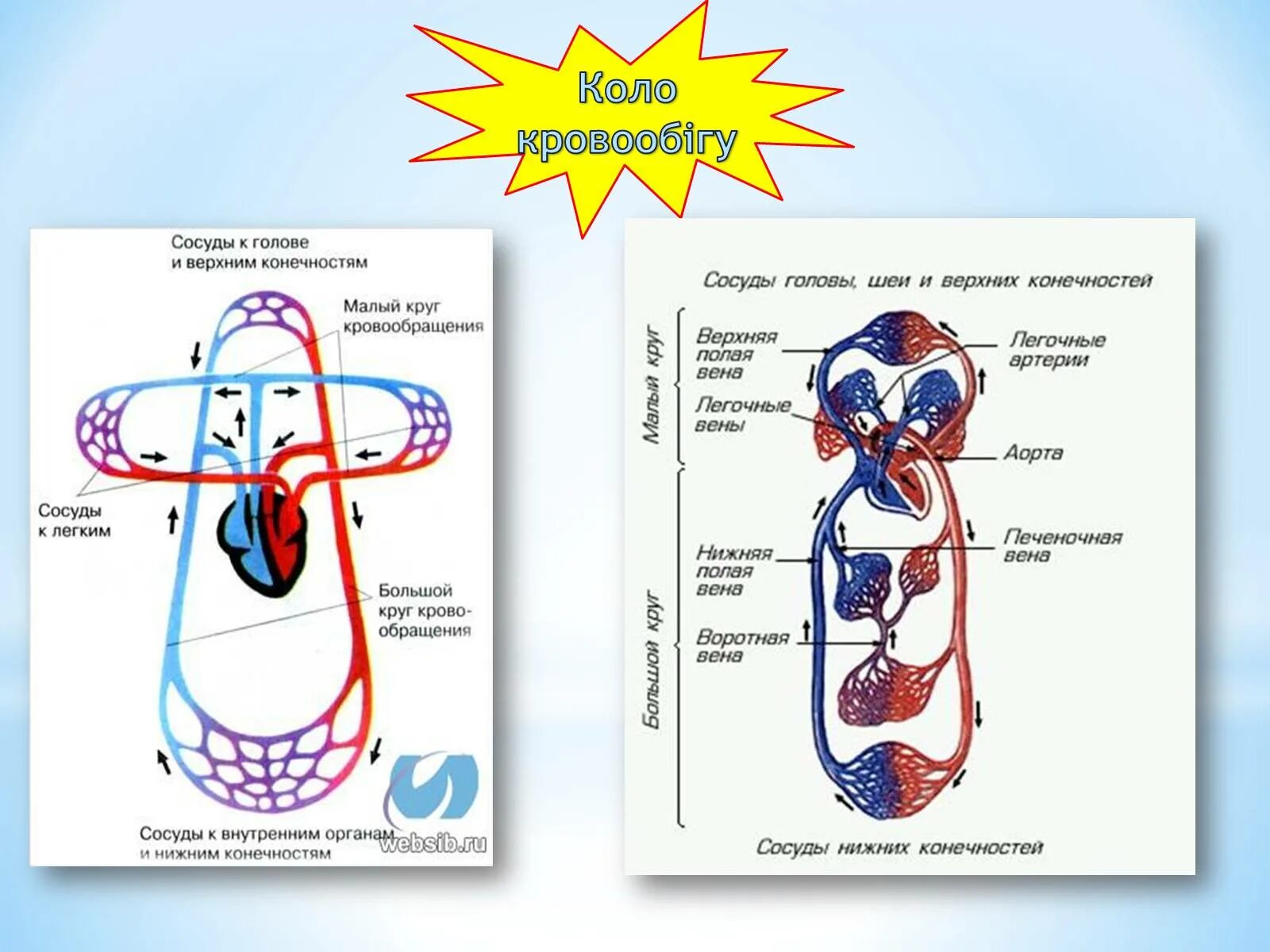 Кровообращения человека текст. Круги кровообращения. Большой и малый круг кровообращения. Круги кровообращения человека схема. Малый круг кровообращения.