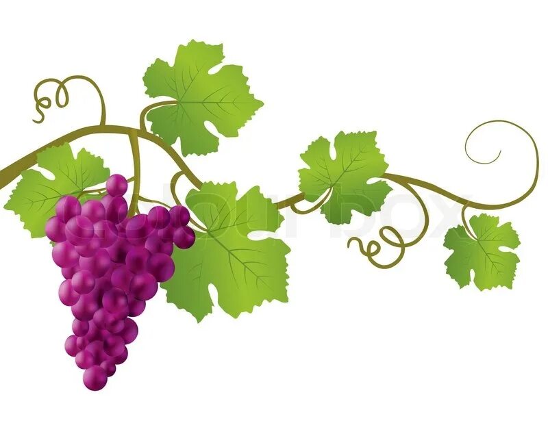 Grape vine