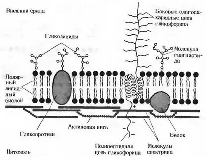 Мембрана эритроцитов