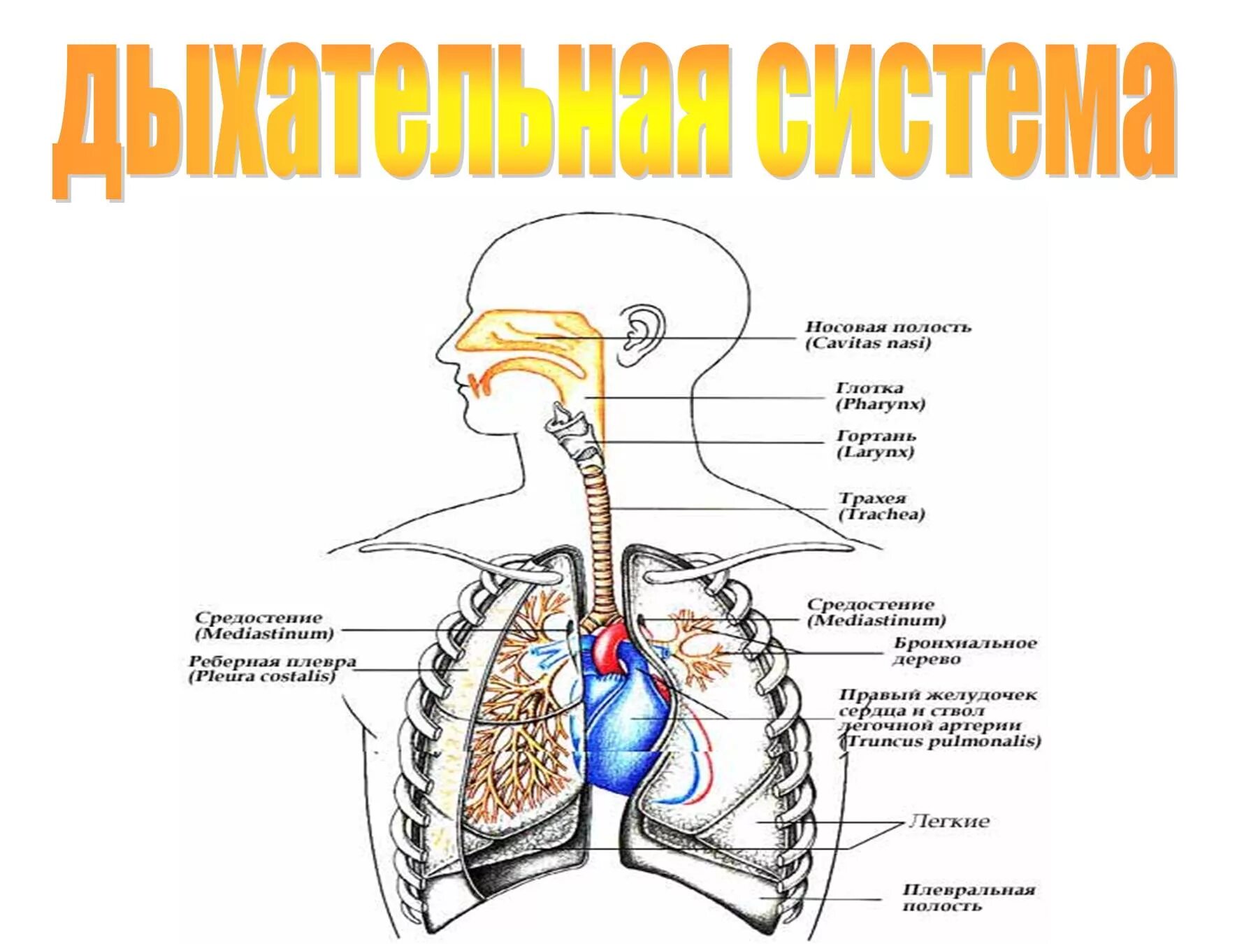 Дыхательная латынь. Анатомические структуры дыхательной системы. Строение дыхательной системы человека схема. Схема строения системы органов дыхания. Отделы дыхательной системы схема.