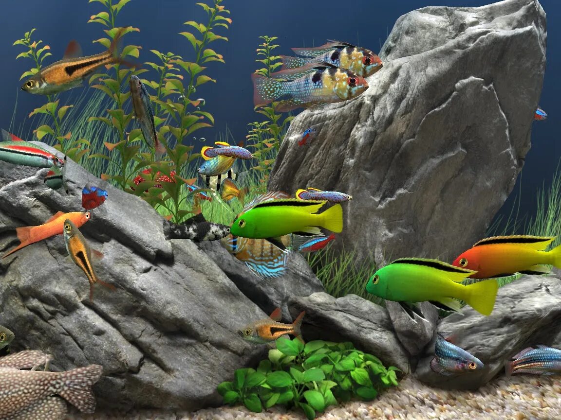 Отважные рыбки аквариум мечты. Dream aquarium игра. Аквариум мечты. Рыбки для аквариума. Скринсейвер аквариум.