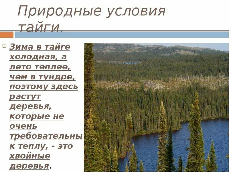 Природные особенности рф. Природные условия тайги. Тайга условия природы. Условия не живой природы в тайке. Природные условия тайги в России.