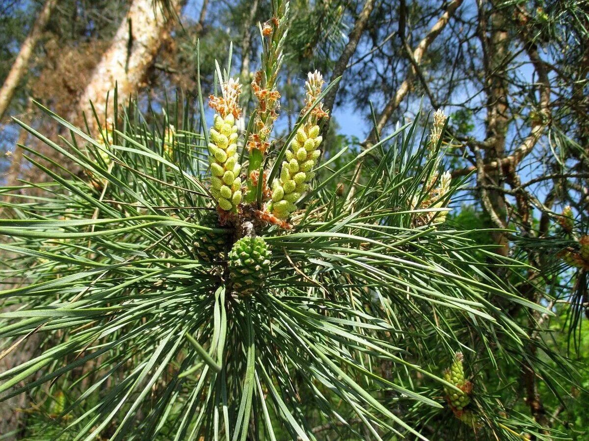 • сосна обыкновенная (pinussilvestris). Сосна обыкновенная род и вид. Сосна pinus sylvestris. Род сосна. Сосна обыкновенная систематика растений.