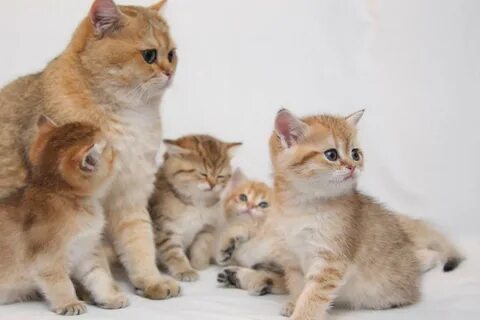 Котята золотой кошки