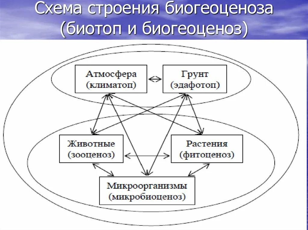 Биогеоценоз схема Сукачев. Схема строения биогеоценоза по Сукачеву. Схема взаимодействия компонентов биогеоценоза. Структура экосистемы схема. Биогеоценоз основа