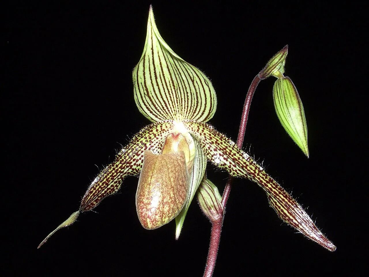 Орхидея золото Кинабалу. Орхидея "золото Кинабалу" (p. rothschildianum). Орхидея Кинабалу золото Кинабалу. Пафиопедилум Ротшильда. Золото кинабалу