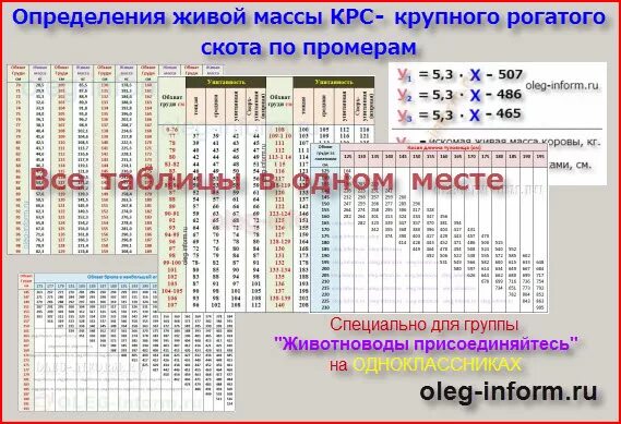 Таблица быков живой. Таблица КРС Быков живым весом. Таблица измерения живого веса КРС быки. Таблица весов КРС живой вес. Таблица определения живого веса телят.