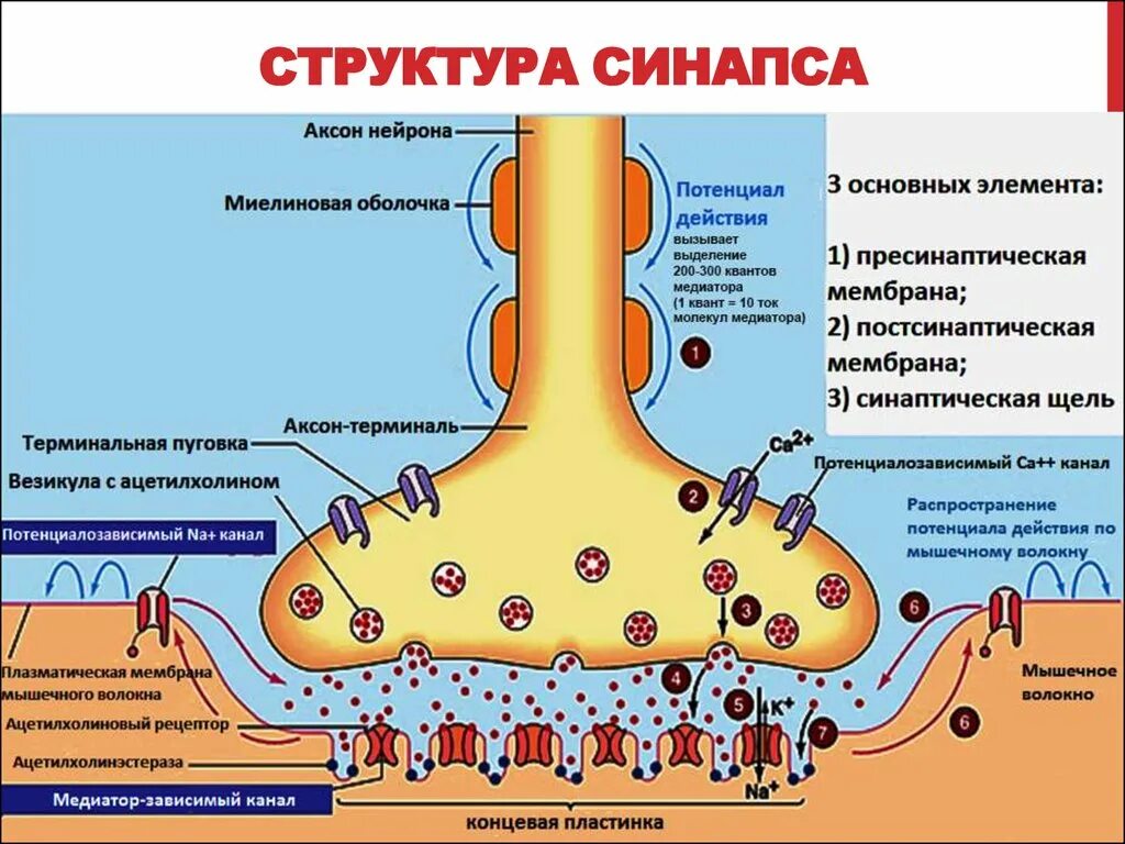 Последовательность этапов нервного импульса