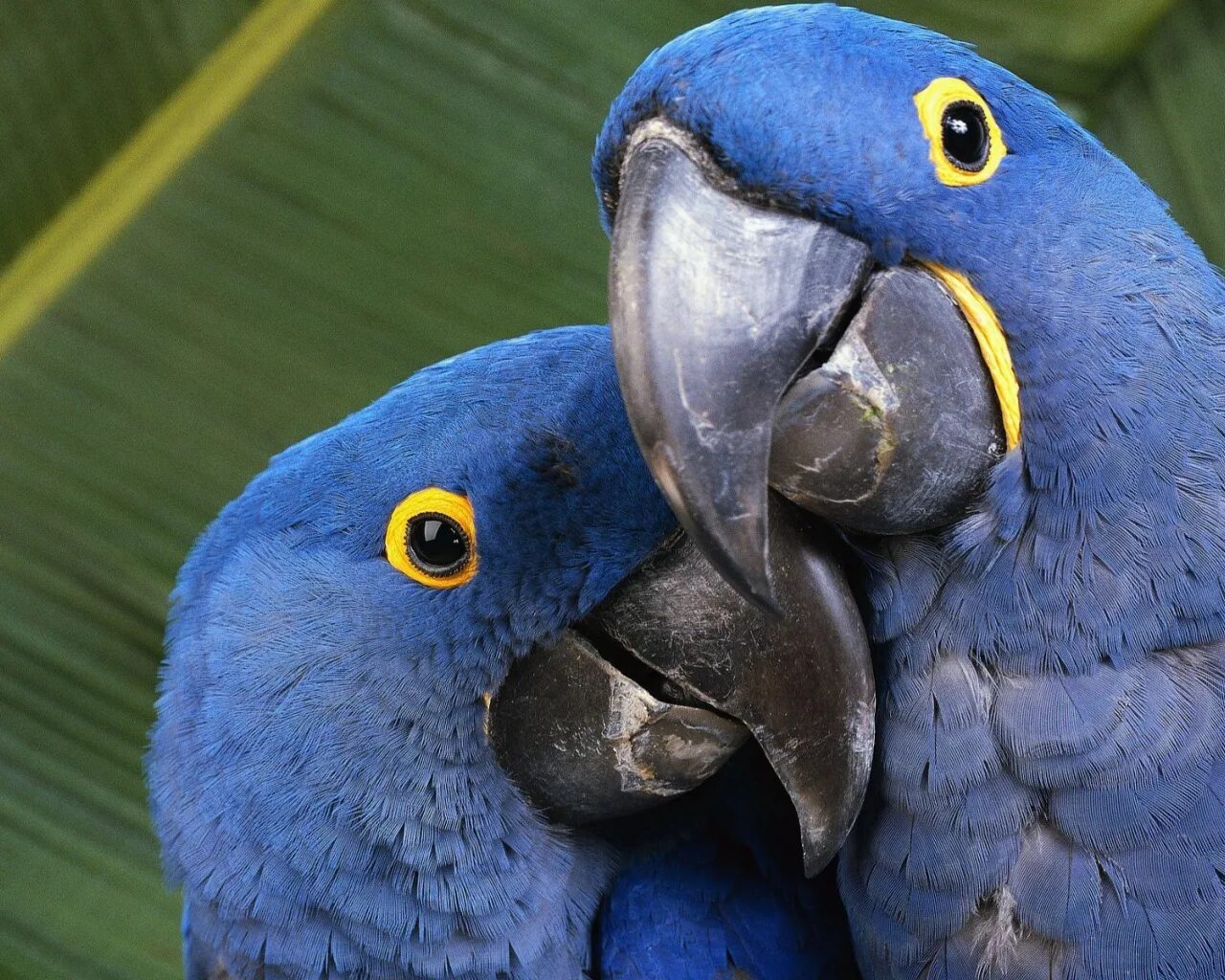 Попугаи парочки. Неразлучники желтые. Неразлучники попугаи. Влюбленные попугаи. Попугаи волнистые попугайчика самки.