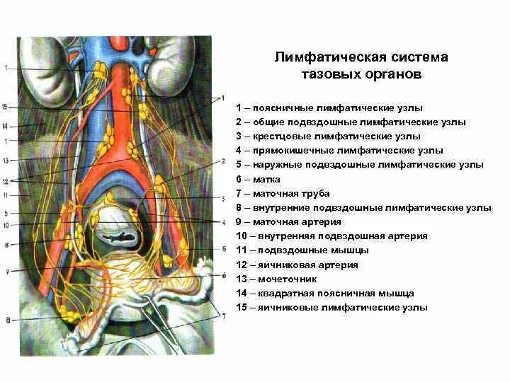 Лимфатические узлы малого таза анатомия. Лимфатические узлы мужского таза. Подвздошные лимфоузлы анатомия. Лимфатическая система малого таза. Лимфоузлы и удаление матки