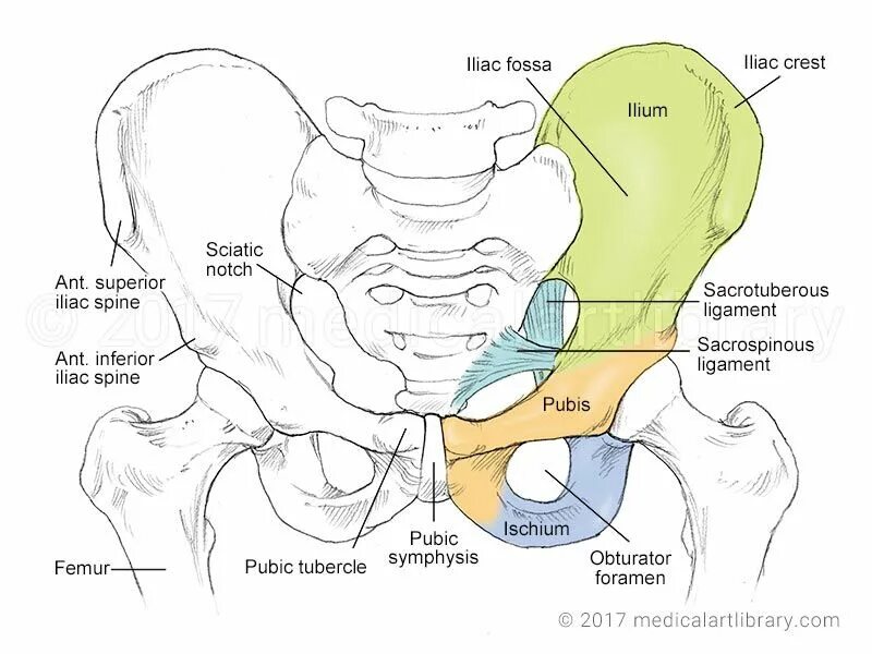 Схема тазовой кости. Таз схема. Кости таза вид спереди и сзади. Кости таза большой таз малый таз. Строение костей таза.