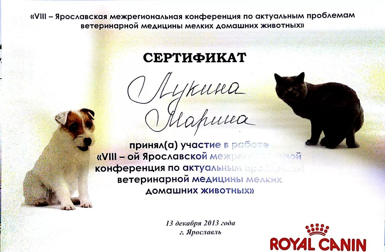 Сертификация животных. Сертификат животные. подарочный сертификат ветеринарной клиники. шаблон сертификата с животными. игрушки для животных сертификаты.