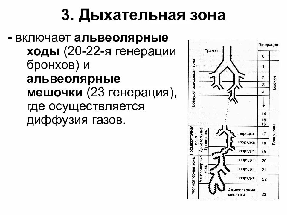 Верхние дыхательные пути схема расположения. Проводящая зона системы дыхания. Верхние и нижние дыхательные пути схема. Дыхательная система надгортанник. Разветвление дыхательных путей.