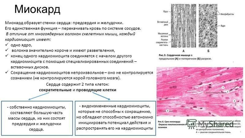Таблица поперечнополосатой мышечной ткани. Сравнение мышечных тканей таблица. Сравнительная характеристика скелетных и гладких мышц таблица. Гладкая и поперечно полосатая мышечная ткань таблица. Миокард образует.