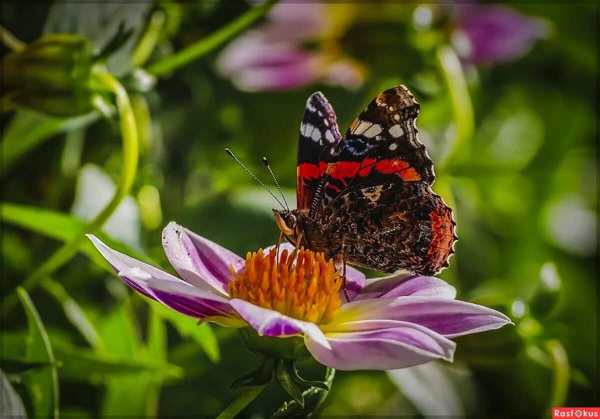 Любимый цветок бабочек. Любимый цветок бабочек. Насекомое цветок в индонезии. Любимый цветок бабочек. Любимый цветок бабочек.