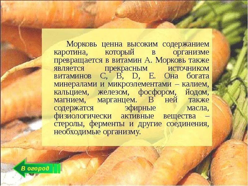 Каротин в моркови 7 букв сканворд. Каротин в моркови 7 букв сканворд. Каротин в моркови 7 букв сканворд. Каротин в моркови. Маленькая американская морковь.