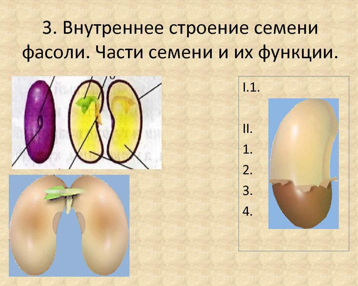 Строение семени 7 класс биология. Строение семени фасоли с частями. Внешнее и внутреннее строение семени фасоли. Внутреннее строение семени фасоли. Семя фасоли.